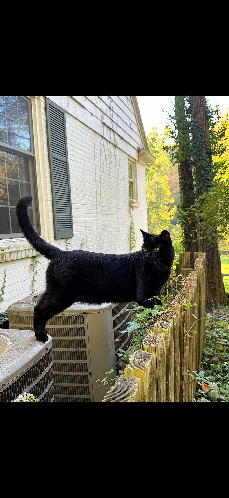 Shadow joined the competition — help win amazing prizes! cat, black_cat, feline, pet, outdoors, backyard, fence, air_conditioner, ac_unit, house, window, shutter, tree, ivy, leaves, greenery, yellow_eyes, whiskers, portrait, standing