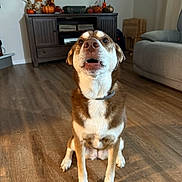 Murphy is registered to the contest to win money with this photo: dog, pet, indoor, hardwood_floor, sitting, collar, brown_and_white, looking_up, open_mouth, front_paws, cabinet, pumpkins, autumn_decor, painting, lamp, couch, living_room, close_up, portrait, cute