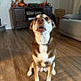 dog, pet, indoor, hardwood_floor, sitting, collar, brown_and_white, looking_up, open_mouth, front_paws, cabinet, pumpkins, autumn_decor, painting, lamp, couch, living_room, close_up, portrait, cute