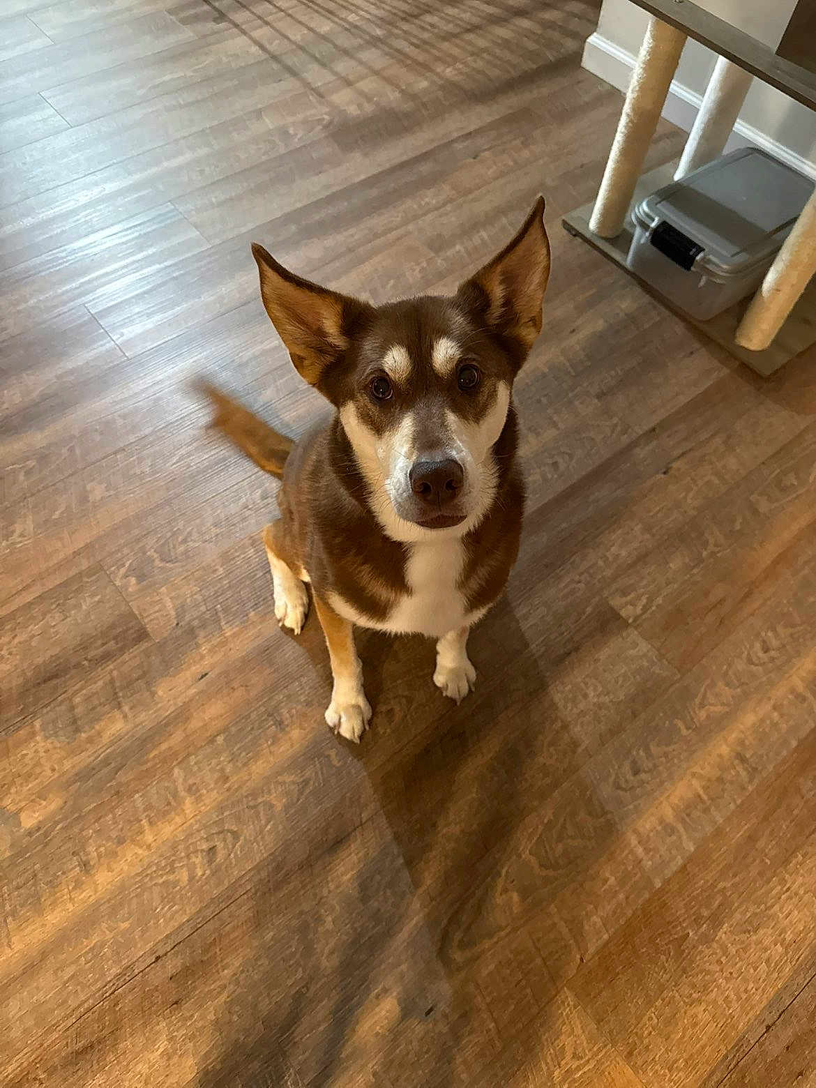 Murphy is registered to the contest to win money with this photo: dog, pet, indoor, hardwood_floor, sitting, looking_up, upright_ears, curious, brown_and_white, mixed_breed, nose, paws, tail, shadow, cat_tree, storage_box, container, closeup, portrait, home