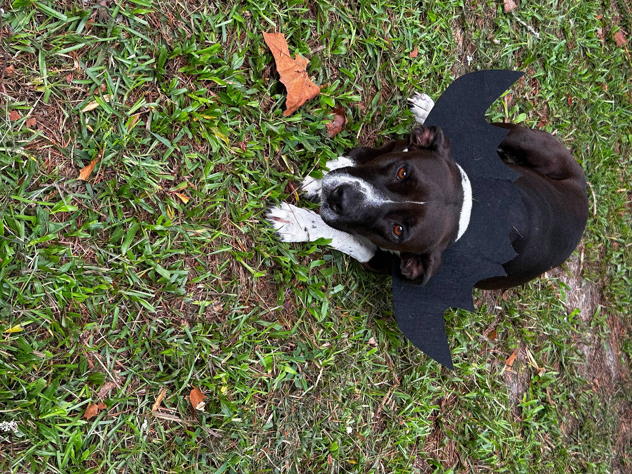 Little Girl joined the competition — help win amazing prizes! canidae, dog_breed, fawn, fur, grass, grassland, groundcover, herbaceous_plant, non_sporting_group, plant, shadow, snout, soil, tail, terrestrial_animal, working_animal