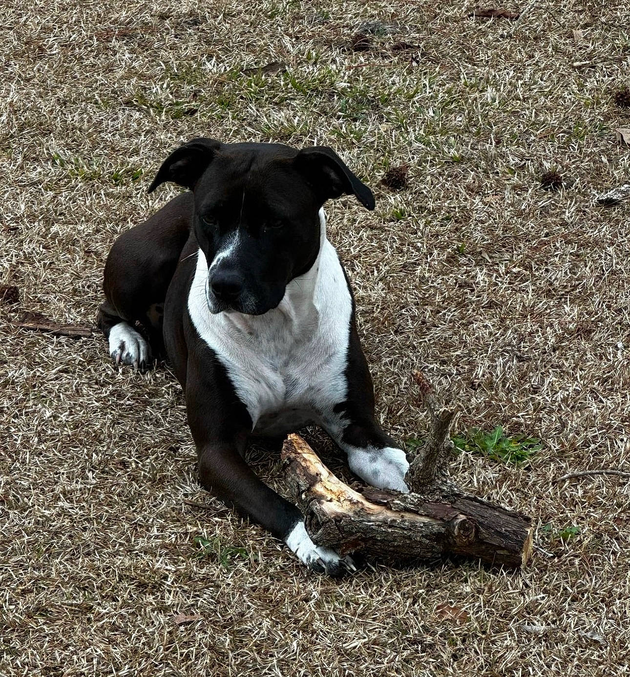 Little Girl is registered to the contest to win money with this photo: canidae, carnivore, companion_dog, dog, dog_breed, fawn, grass, hunting_dog, non_sporting_group, pet_supply, shadow, snout, soil, sporting_group, tail, terrestrial_animal, working_animal, working_dog