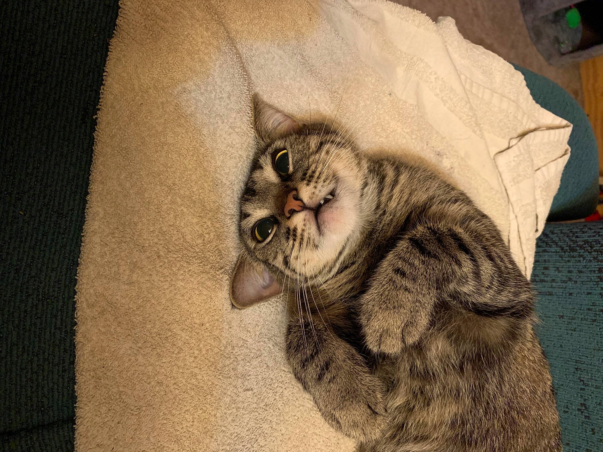 Wee Widdle is registered to the contest to win money with this photo: art, carnivore, cat, claw, comfort, domestic_short_haired_cat, felidae, fur, glasses, grey, illustration, painting, pattern, paw, small_to_medium_sized_cats, snout, tail, terrestrial_animal, whiskers, wood