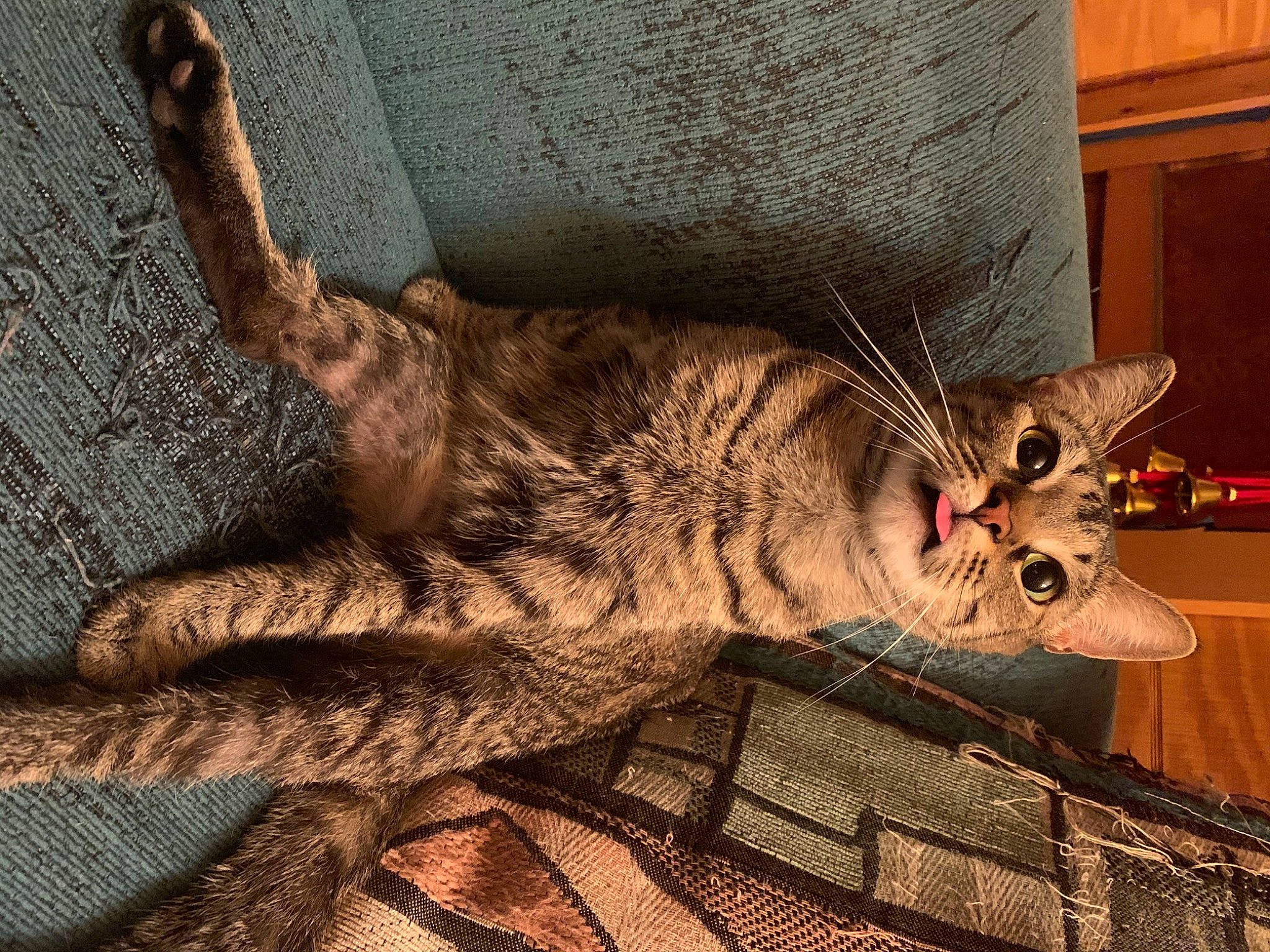 Wee Widdle is registered to the contest to win money with this photo: carnivore, cat, claw, comfort, domestic_short_haired_cat, fawn, felidae, foot, fur, grey, human_leg, linens, metal, pattern, paw, small_to_medium_sized_cats, snout, tail, whiskers, wood