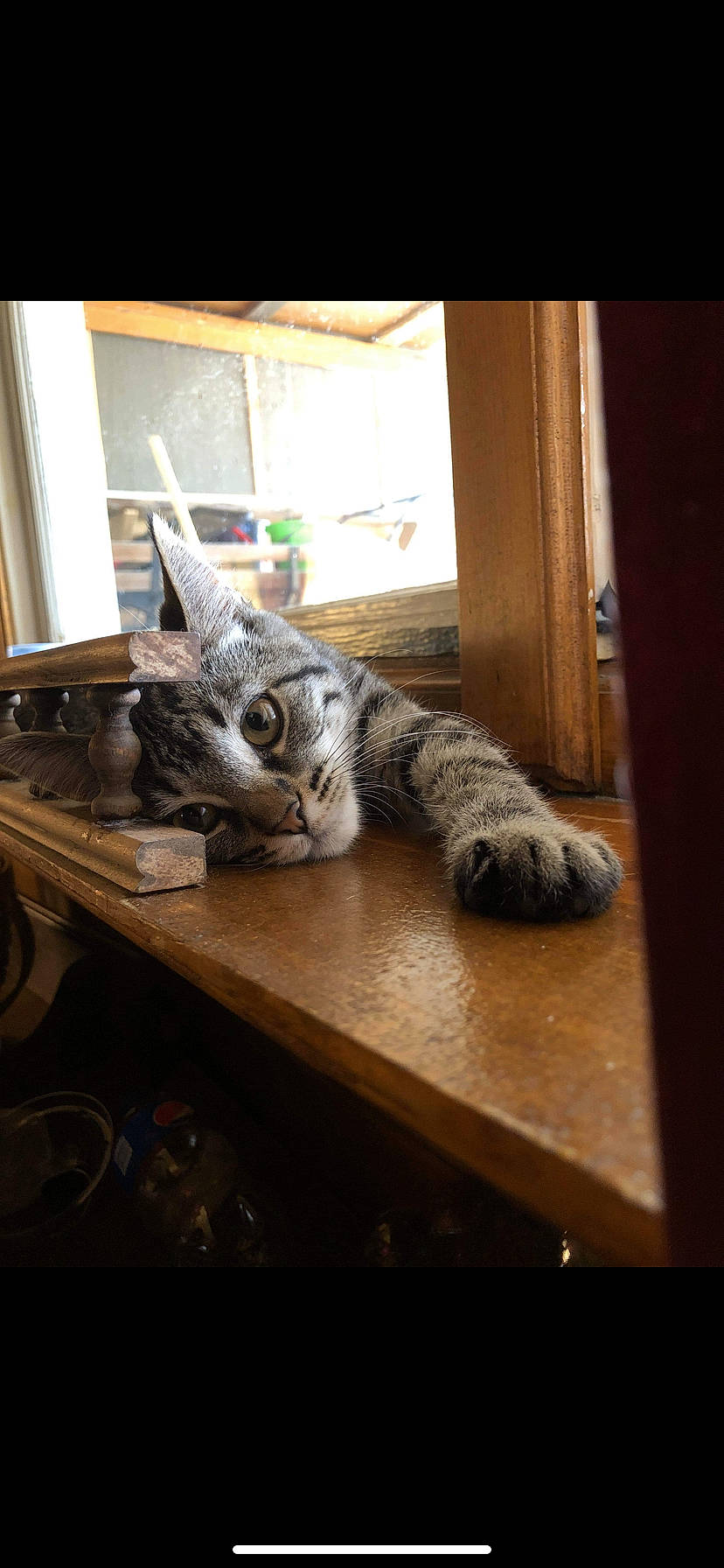 Wee Widdle joined the competition — help win amazing prizes! carnivore, cat, domestic_short_haired_cat, felidae, flooring, fur, hardwood, metal, paw, plant, rectangle, room, small_to_medium_sized_cats, square, table, tail, terrestrial_animal, whiskers, window, wood