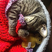 Wee Widdle is registered to the contest to win money with this photo: carnivore, cat, cat_supply, close_up, comfort, domestic_short_haired_cat, fawn, felidae, fur, linens, magenta, pattern, small_to_medium_sized_cats, snout, tail, textile, thread, whiskers, wool, woolen