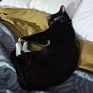 Shadow is registered to the contest to win money with this photo: cat, black_cat, white_paws, sleeping, bed, blanket, pillow, indoor, cozy, resting, fur, pet, animal, domestic, relaxing, quiet, comfort, whiskers, nap, feline