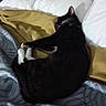 cat, black_cat, white_paws, sleeping, bed, blanket, pillow, indoor, cozy, resting, fur, pet, animal, domestic, relaxing, quiet, comfort, whiskers, nap, feline