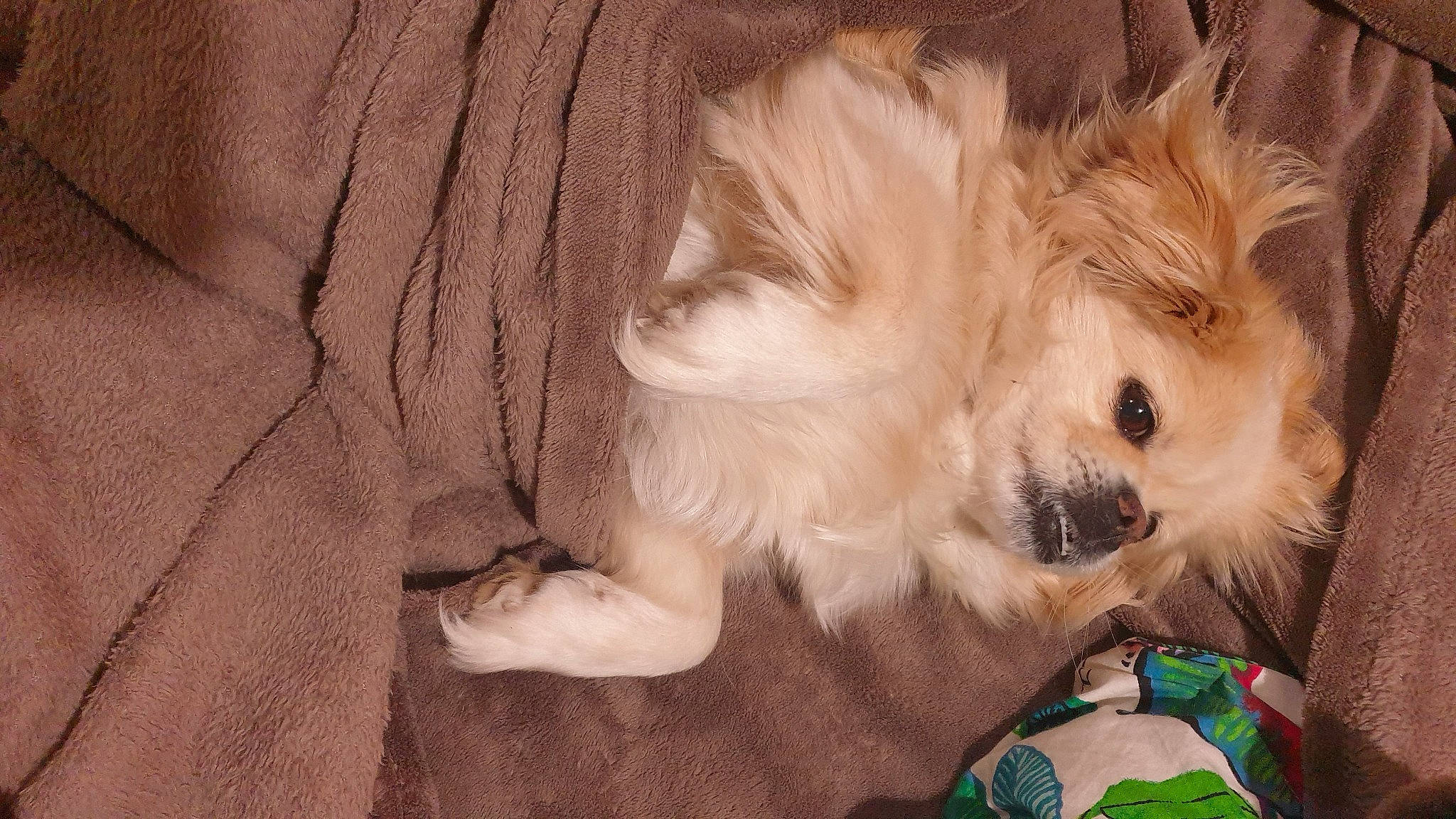 Daisy participe au concours pour gagner de l'argent avec cette photo : canidae, carnivore, companion_dog, dog, dog_breed, dog_supply, fawn, fur, german_spitz, liver, maltepoo, paw, puppy, small_terrier, snout, sporting_group, toy_dog, volpino_italiano, whiskers, working_animal