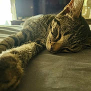 Tom joined the competition — help win amazing prizes! animal, bed, cat, closeup, cozy, cute, domestic, feline, fur, indoor, mammal, paw, peaceful, pet, relaxing, resting, sleeping, soft, tabby, whiskers