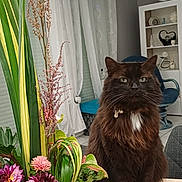 Stuky a rejoint le concours — aidez-le/la à gagner de superbes lots ! cat, fluffy_cat, indoor, table, flower_arrangement, plant, curtains, chair, clock, wooden_table, decor, pet, domestic_animal, brown_cat, white_patch, metal_planter, vase, greenery, living_room, furniture