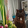 cat, fluffy_cat, indoor, table, flower_arrangement, plant, curtains, chair, clock, wooden_table, decor, pet, domestic_animal, brown_cat, white_patch, metal_planter, vase, greenery, living_room, furniture