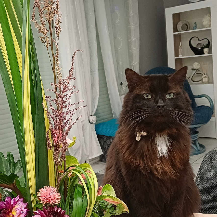 Stuky a rejoint le concours — aidez-le/la à gagner de superbes lots ! brown_cat, cat, chair, clock, curtains, decor, domestic_animal, flower_arrangement, fluffy_cat, furniture, greenery, indoor, living_room, metal_planter, pet, plant, table, vase, white_patch, wooden_table
