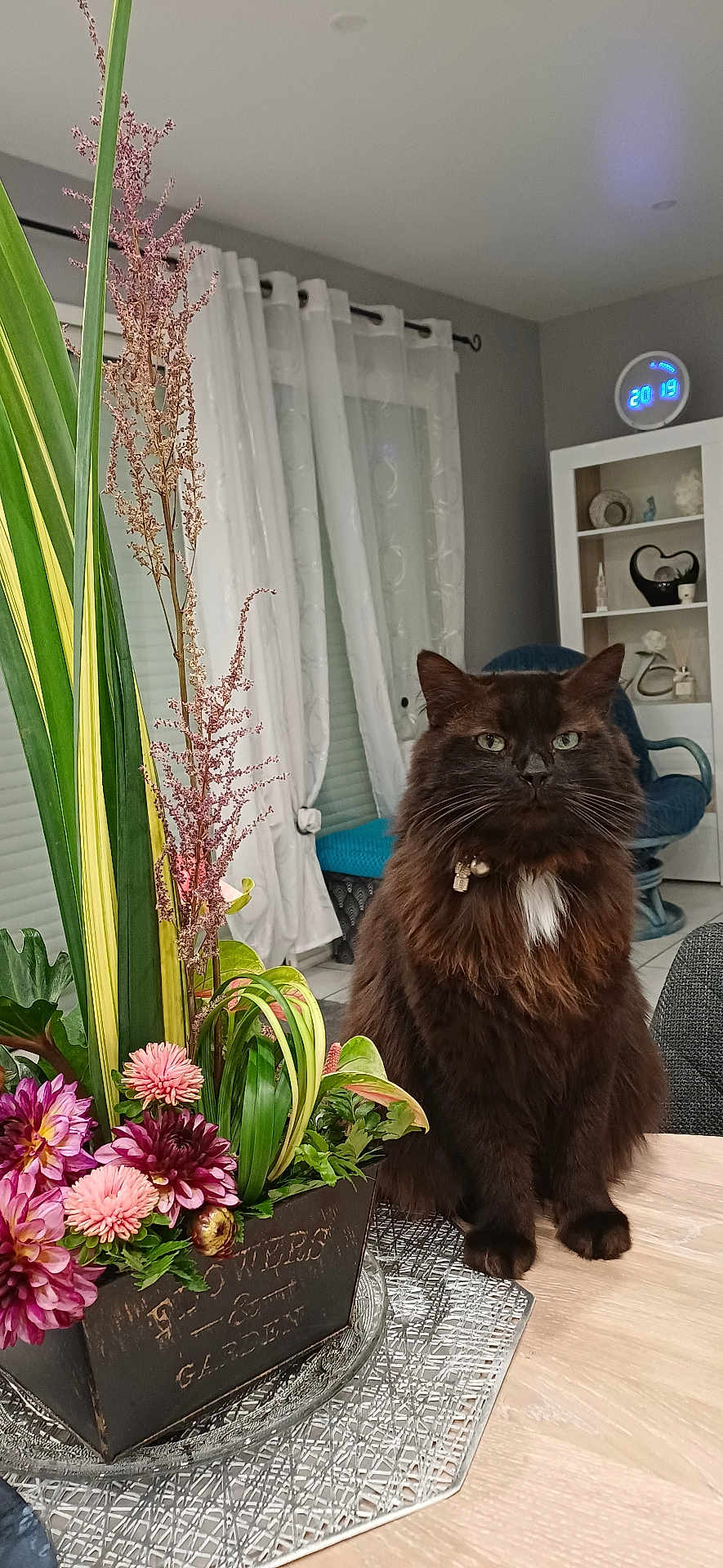 Stuky a rejoint le concours — aidez-le/la à gagner de superbes lots ! cat, fluffy_cat, indoor, table, flower_arrangement, plant, curtains, chair, clock, wooden_table, decor, pet, domestic_animal, brown_cat, white_patch, metal_planter, vase, greenery, living_room, furniture