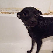 Bear Bear joined the competition — help win amazing prizes! dog, black_dog, bathtub, wet, indoor, pet, animal, curious, startled, blurry, small_dog, fur, standing, bathroom, wall, rust, chipped_paint, closeup, canine, domestic_animal