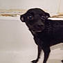 dog, black_dog, bathtub, wet, indoor, pet, animal, curious, startled, blurry, small_dog, fur, standing, bathroom, wall, rust, chipped_paint, closeup, canine, domestic_animal