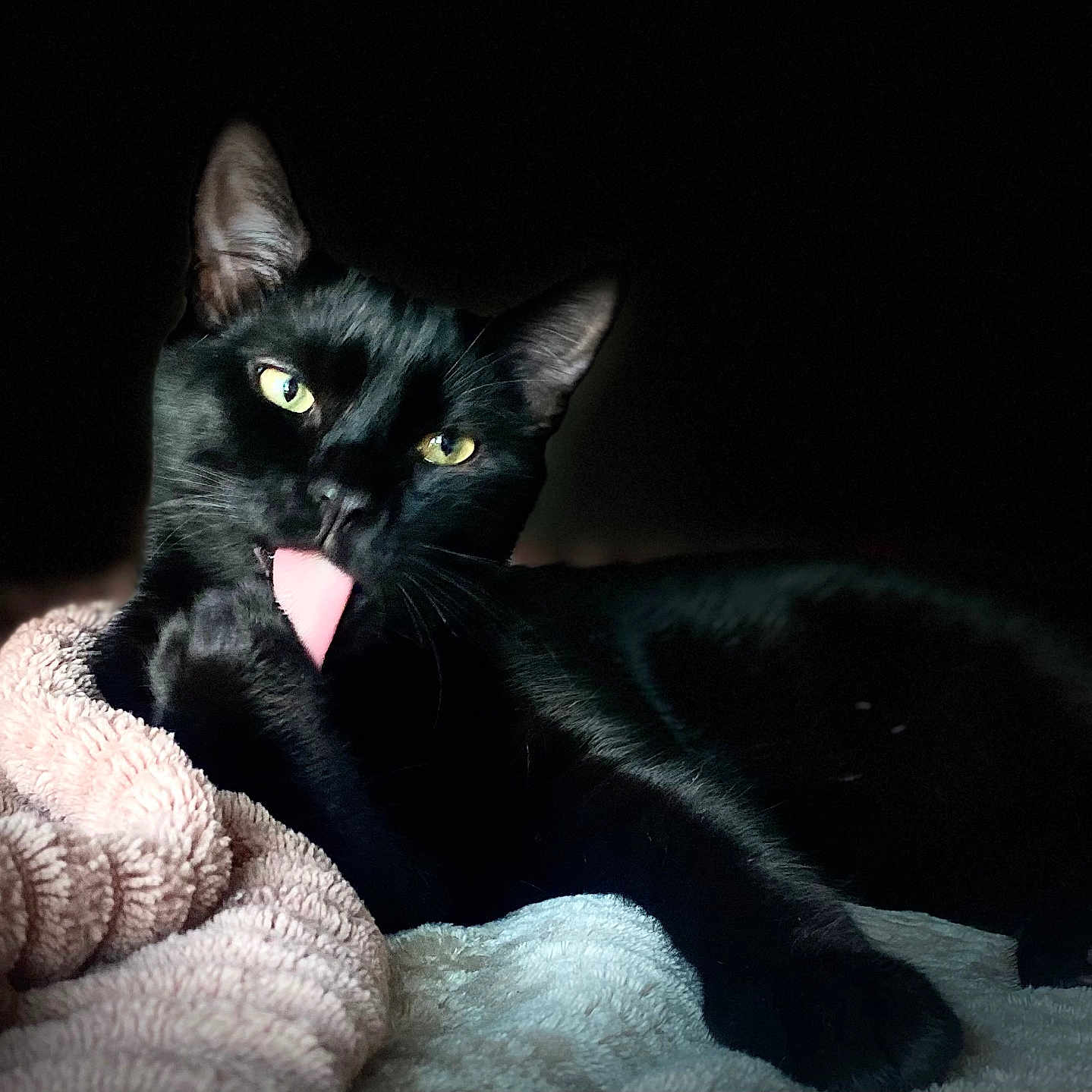 Hooper joined the competition — help win amazing prizes! animal, blackcat, blanket, bodypart, cat, couch, face, furniture, head, kitten, manx, mouth, person, pet, photography, portrait, quilt, teeth, tongue