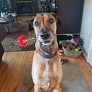 Kratos is registered to the contest to win money with this photo: brown_dog, chair, collar, cute, dog, fireplace, flower, hardwood_floor, indoor, living_room, looking_at_camera, pet, pet_tag, portrait, rose, rug, sitting, table, toy_basket, toys