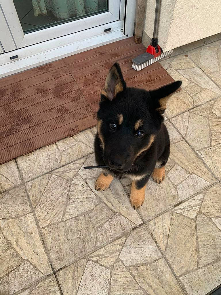 Kaïna participe au concours pour gagner de l'argent avec cette photo : canidae, carnivore, companion_dog, composite_material, dog, dog_breed, door, flagstone, floor, flooring, fur, guard_dog, hardwood, paw, road_surface, sporting_group, tail, window, wood, working_dog