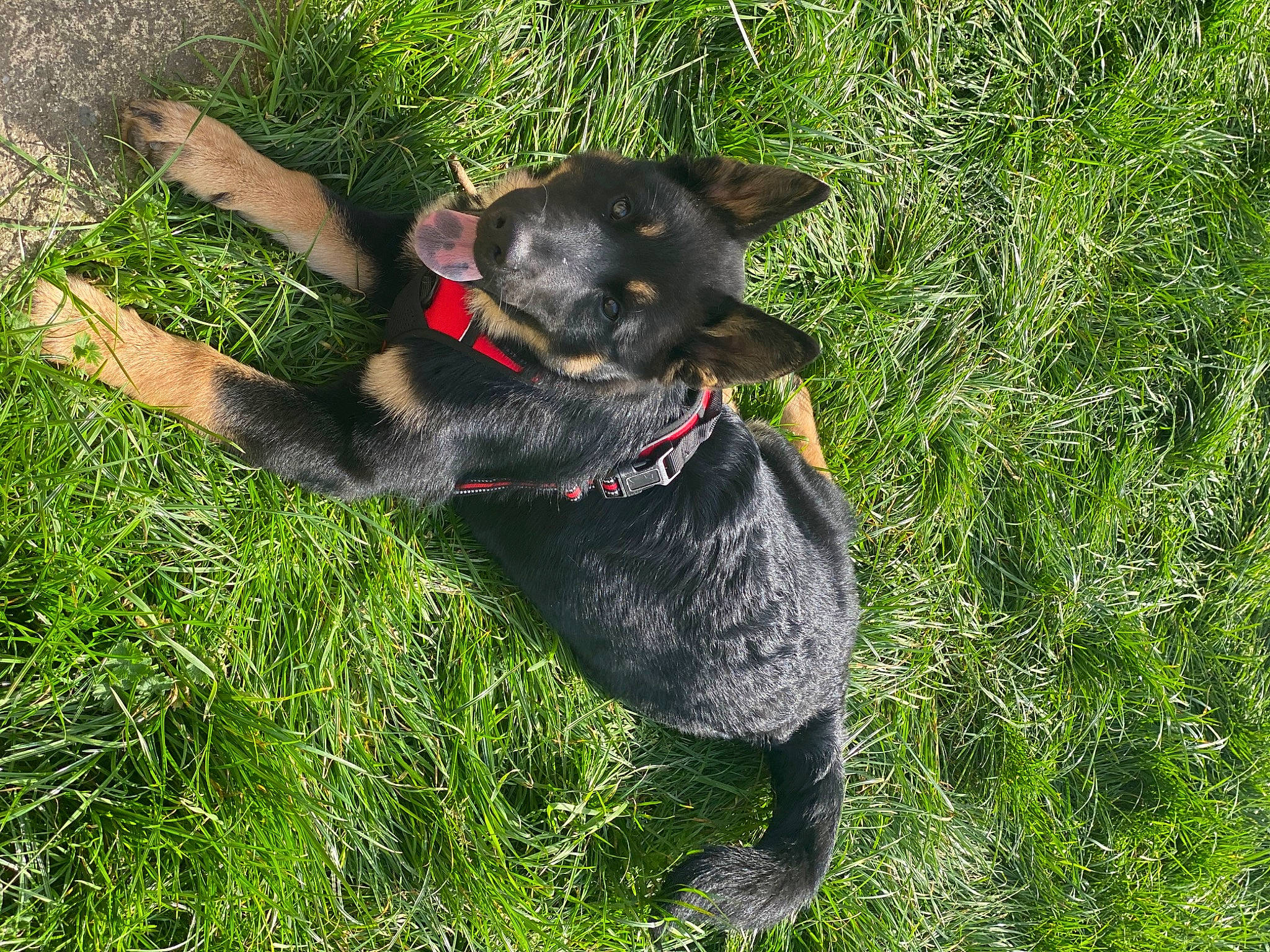 Kaïna participe au concours pour gagner de l'argent avec cette photo : borador, canidae, carnivore, collar, companion_dog, dog, dog_breed, dog_collar, fawn, grass, groundcover, guard_dog, paw, plant, snout, sporting_group, tail, terrier, working_animal, working_dog