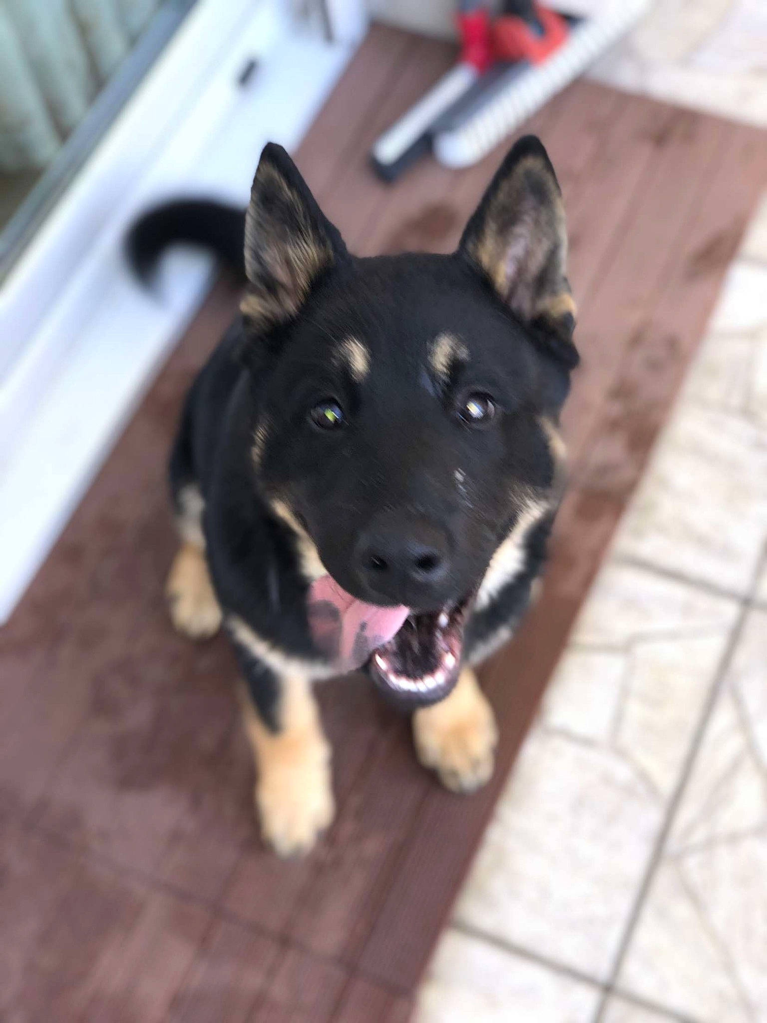 Kaïna participe au concours pour gagner de l'argent avec cette photo : canidae, carnivore, collar, companion_dog, dog, dog_breed, dog_collar, east_european_shepherd, electric_blue, flooring, fur, german_shepherd_dog, guard_dog, herding_dog, paw, snout, sporting_group, tail, working_animal, working_dog