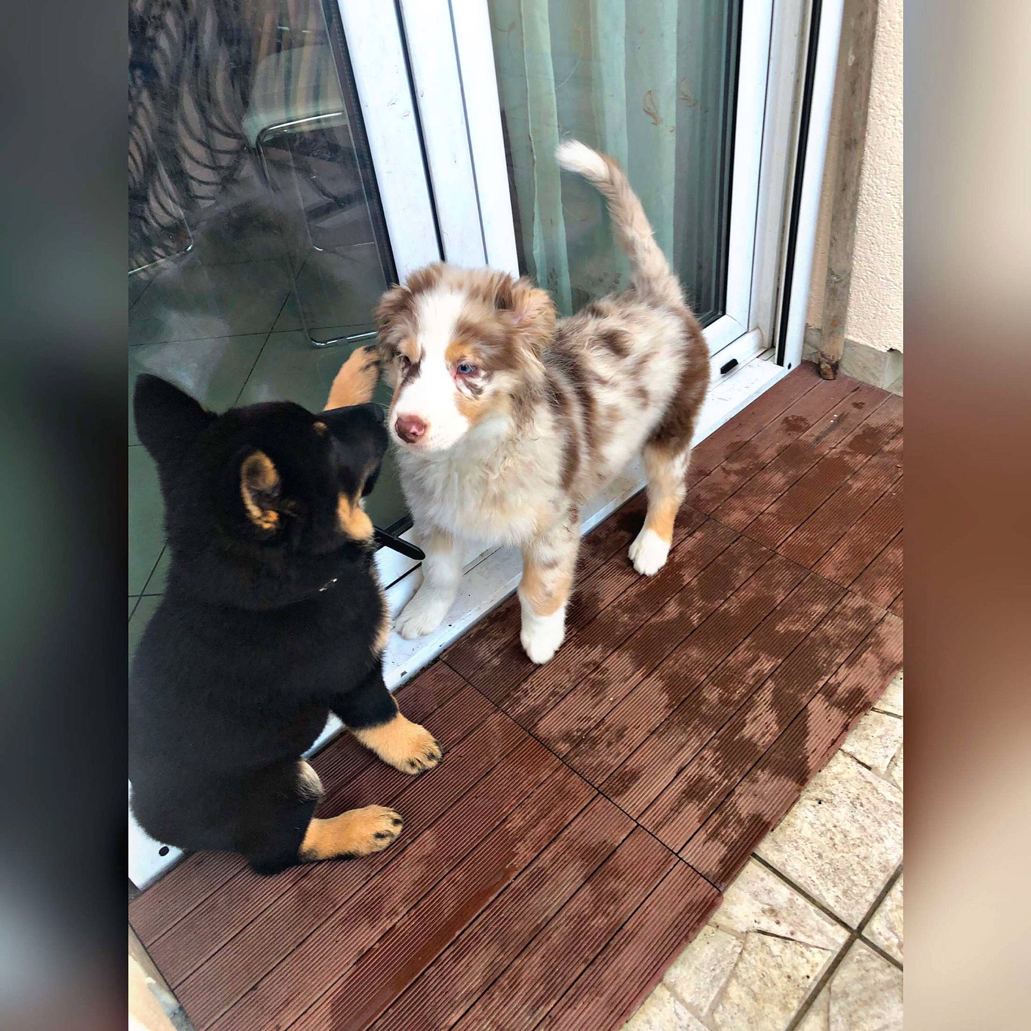 Kaïna a rejoint le concours — aidez-le/la à gagner de superbes lots ! art, canidae, carnivore, companion_dog, dog, dog_breed, felidae, floor, flooring, fur, hardwood, rectangle, room, sled_dog, small_to_medium_sized_cats, sporting_group, tail, wood, working_animal, working_dog