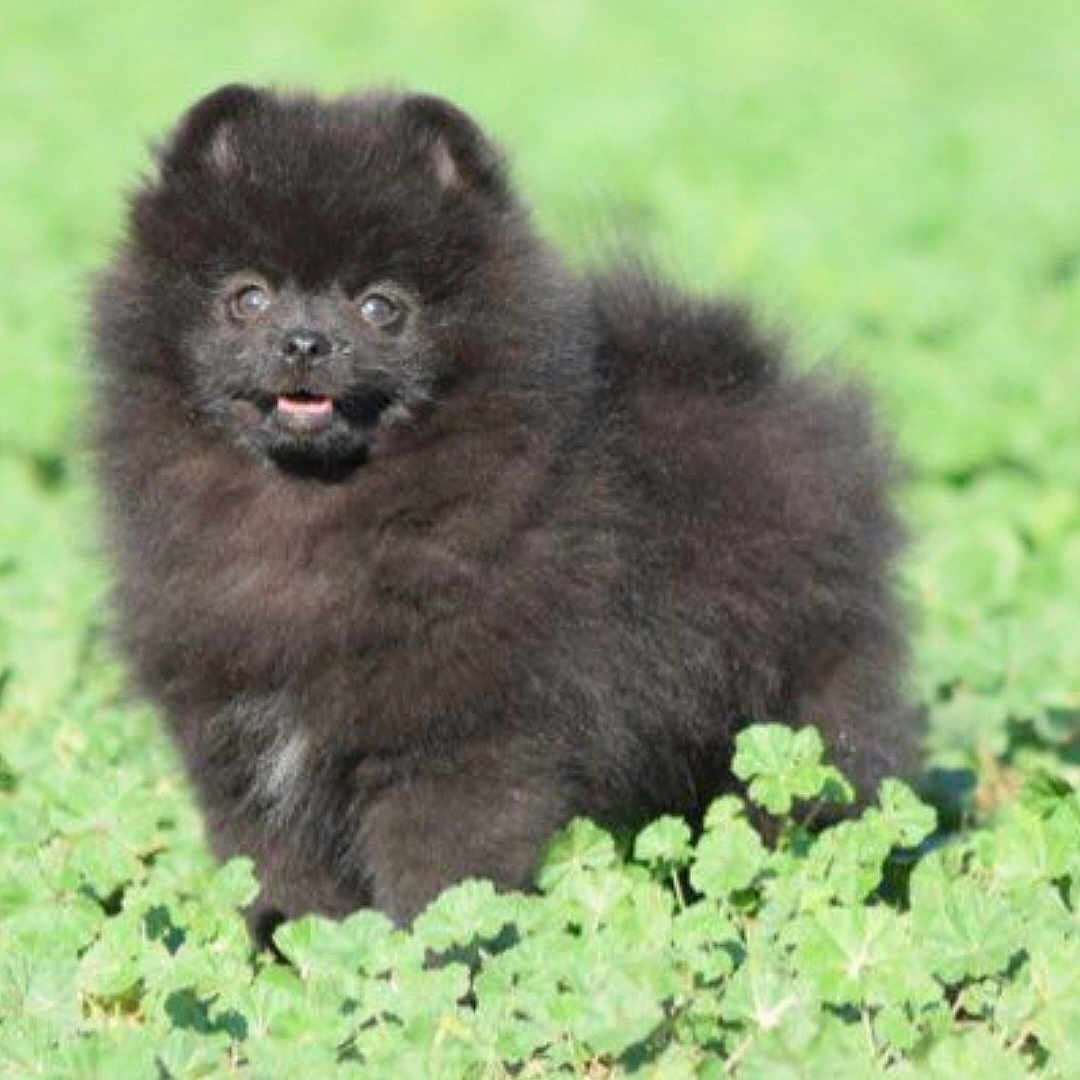 Oréo participe au concours pour gagner de l'argent avec cette photo : animal, ape, canine, cat, chow, dog, fox, gorilla, kitten, monkey, pet, puppy, wolf, zoo