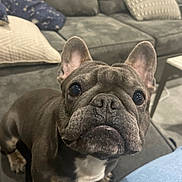 Prince joined the competition — help win amazing prizes! animal, brown, canine, closeup, companion, couch, cute, dog, domestic, ears, face, floor, french_bulldog, furniture, indoor, looking_up, pet, pillow, white_chest, wrinkles