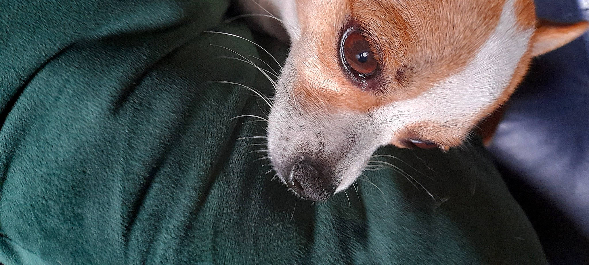 Beethoven participe au concours pour gagner de l'argent avec cette photo : carnivore, comfort, companion_dog, dog, dog_breed, fur, snout, terrestrial_animal, whiskers, working_animal