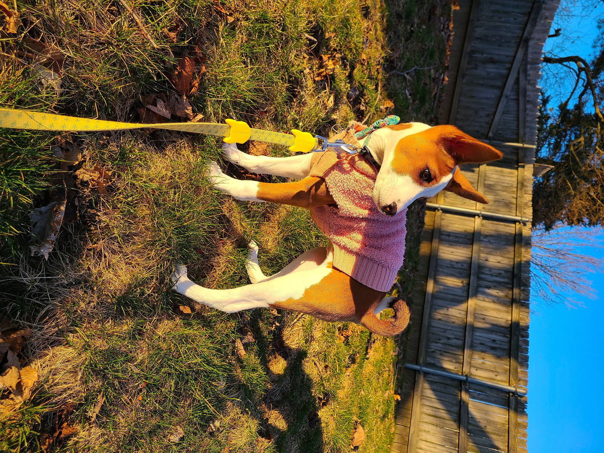 Penny is registered to the contest to win money with this photo: canidae, carnivore, dog, dog_breed, fawn, fun, grass, happy, landscape, leisure, people_in_nature, plant, recreation, sky, sporting_group, tail, tree, trunk, wildlife, wood