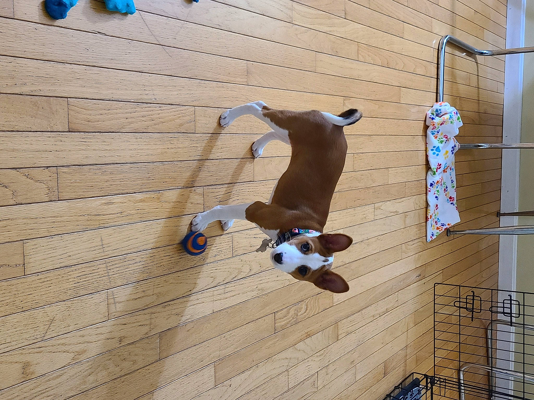 Penny is registered to the contest to win money with this photo: adventure, blue, brick, brickwork, building, dog, dog_breed, fawn, floor, flooring, hardwood, leisure, metal, plywood, shadow, wall, window, wood, wood_flooring, wood_stain