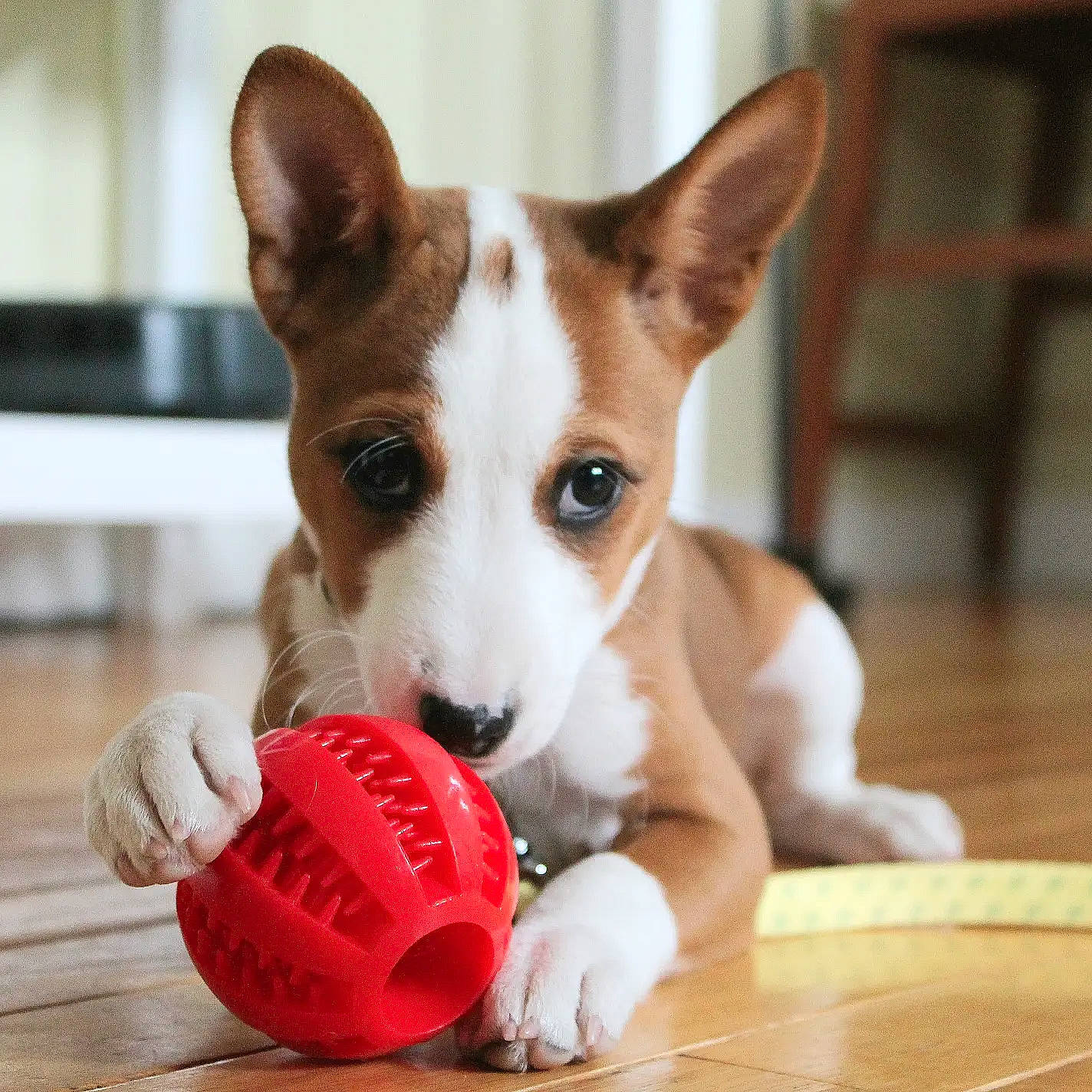 Penny joined the competition — help win amazing prizes! ball, baseball_equipment, canidae, carmine, carnivore, collar, companion_dog, cricket_ball, dog, dog_breed, dog_supply, fur, glove, paw, sporting_group, sports_equipment, sports_gear, whiskers, wood, working_animal