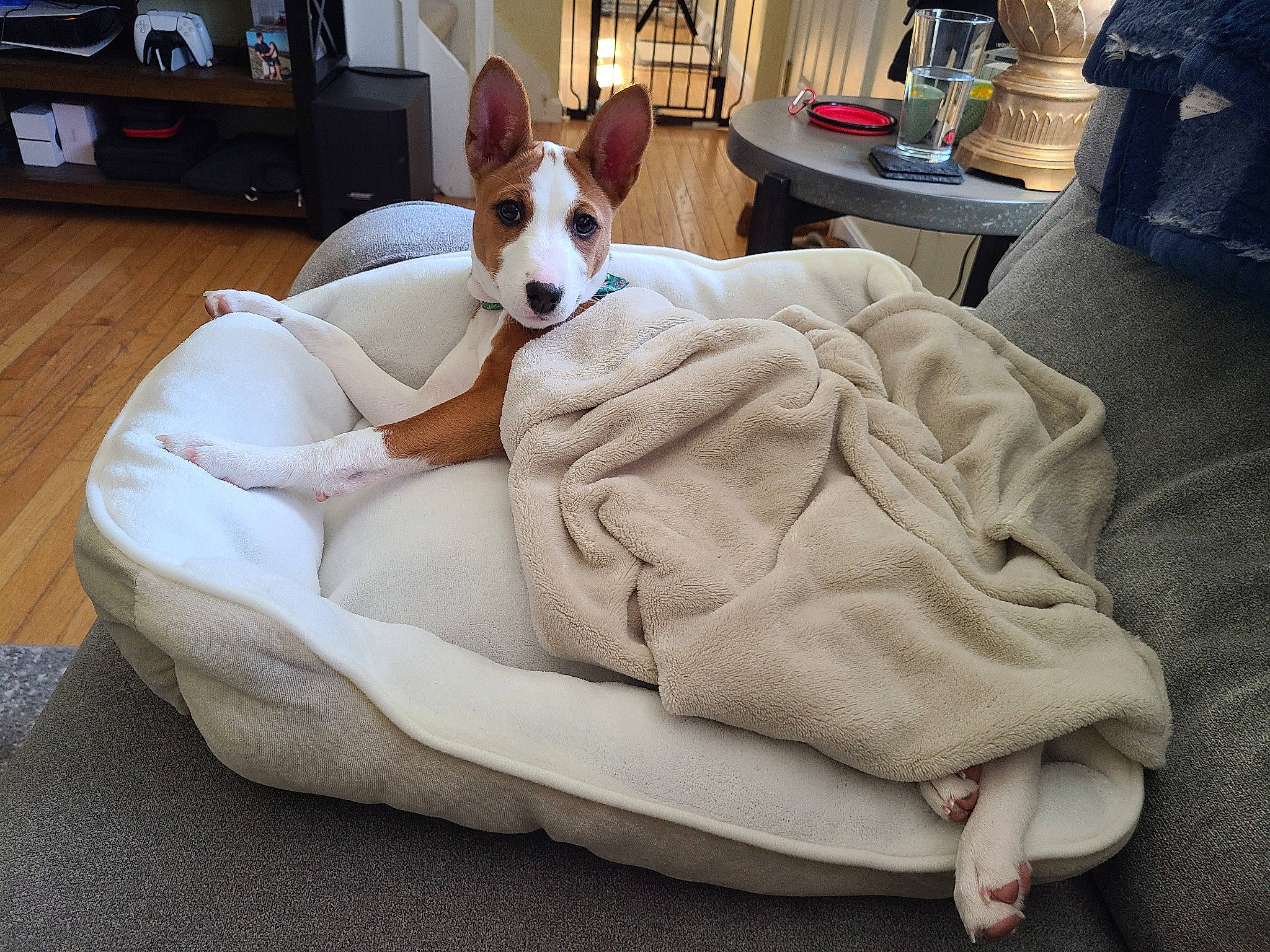 Penny joined the competition — help win amazing prizes! carnivore, comfort, companion_dog, couch, dog, dog_bed, dog_breed, dog_supply, fawn, flooring, furniture, hardwood, linens, living_room, pillow, room, sporting_group, throw_pillow, wood, working_animal