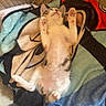 Havana a rejoint le concours — aidez-le/la à gagner de superbes lots ! kitten, cat, sleeping, paws, blanket, cute, feline, fur, cozy, indoor, resting, pet, animal, relaxed, soft, whiskers, tail, pink_paw_pads, young, adorable