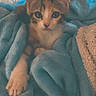 Havana participe au concours pour gagner de l'argent avec cette photo : kitten, cat, animal, pet, feline, cozy, blanket, blue_blanket, paw, cute, indoor, soft, fur, young_cat, relaxed, comfort, resting, warm, curious, looking