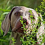 dog, canine, pet, animal, outdoor, greenery, plants, nature, closeup, nose, ears, fur, snout, eyes, sunlight, summer, portrait, curious, leaf, grass