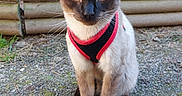 Urbex a rejoint le concours — aidez-le/la à gagner de superbes lots ! cat, siamese_cat, pet, animal, harness, red_harness, black_harness, sitting, outdoor, stone_wall, bamboo, fence, gravel, moss, portrait, blue_eyes, pointed_ears, fur, whiskers, centered_subject