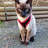 cat, siamese_cat, pet, animal, harness, red_harness, black_harness, sitting, outdoor, stone_wall, bamboo, fence, gravel, moss, portrait, blue_eyes, pointed_ears, fur, whiskers, centered_subject