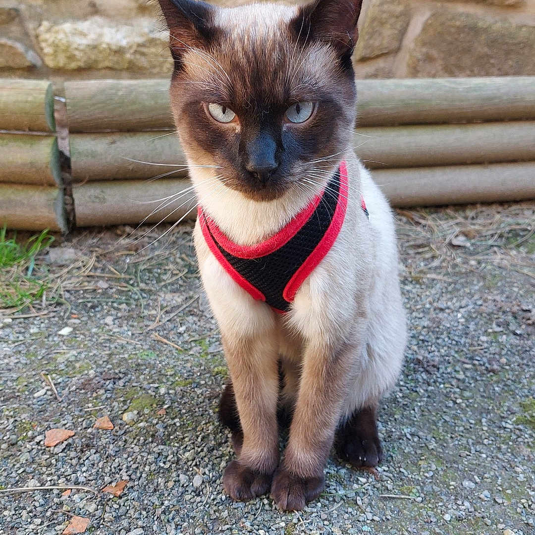 Urbex a rejoint le concours — aidez-le/la à gagner de superbes lots ! cat, siamese_cat, pet, animal, harness, red_harness, black_harness, sitting, outdoor, stone_wall, bamboo, fence, gravel, moss, portrait, blue_eyes, pointed_ears, fur, whiskers, centered_subject