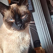 Urbex a rejoint le concours — aidez-le/la à gagner de superbes lots ! cat, siamese_cat, pet, animal, portrait, close_up, blue_eyes, cream_fur, dark_face, whiskers, ears, sitting, indoors, home, bedroom, clothing, closet, household, dramatic_expression, photography