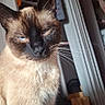 cat, siamese_cat, pet, animal, portrait, close_up, blue_eyes, cream_fur, dark_face, whiskers, ears, sitting, indoors, home, bedroom, clothing, closet, household, dramatic_expression, photography