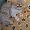 Oscar participe au concours pour gagner de l'argent avec cette photo : cat, fluffy, pet, animal, indoor, cushion, patterned, yellow, relaxed, fur, face, resting, cute, mammal, domestic, cozy, feline, portrait, sofa, home