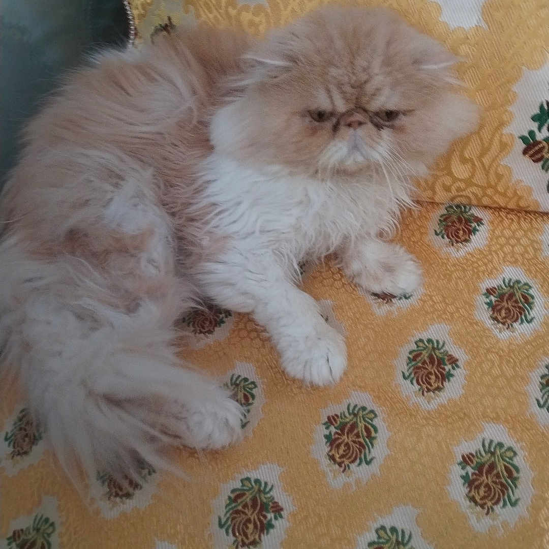 Oscar