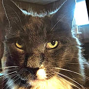 Fluffy joined the competition — help win amazing prizes! cat, close_up, face, whiskers, fur, yellow_eyes, pet, animal, indoor, portrait, feline, serious, majestic, ears, nose, mustache, long_hair, domestic_cat, looking, focused