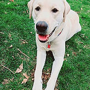 Benji is registered to the contest to win money with this photo: dog, labrador, canine, pet, grass, outdoor, animal, tongue_out, happy, collar, mammal, paw, nature, laying_down, friendly, summer, cute, playful, domestic_animal, smiling