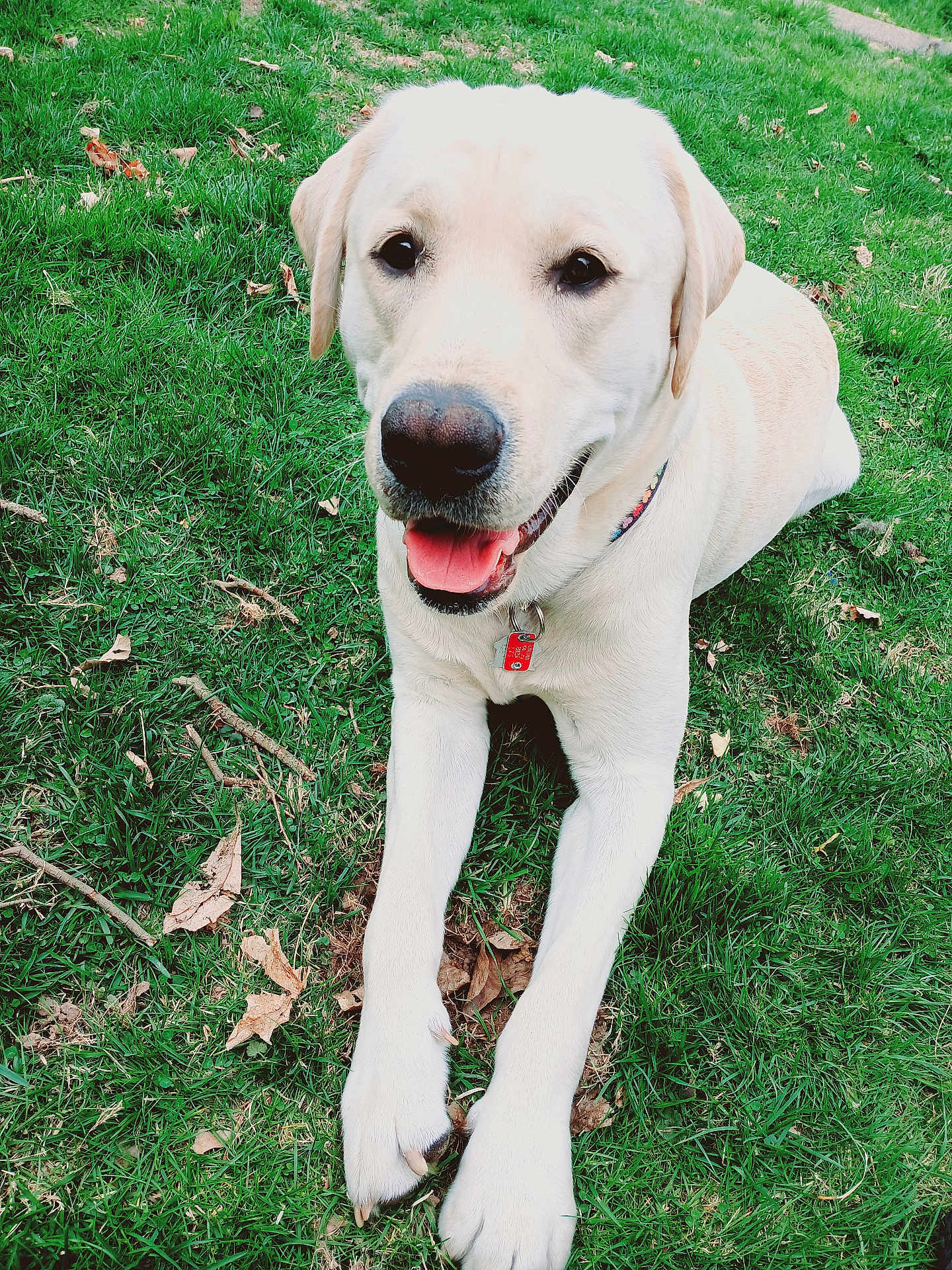 Benji is registered to the contest to win money with this photo: dog, labrador, canine, pet, grass, outdoor, animal, tongue_out, happy, collar, mammal, paw, nature, laying_down, friendly, summer, cute, playful, domestic_animal, smiling