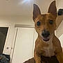dog, pet, indoor, ears, brown, small_dog, animal, canine, looking_at_camera, curious, friendly, house, room, light, door, shelf, furniture, domestic_animal, companion, cute