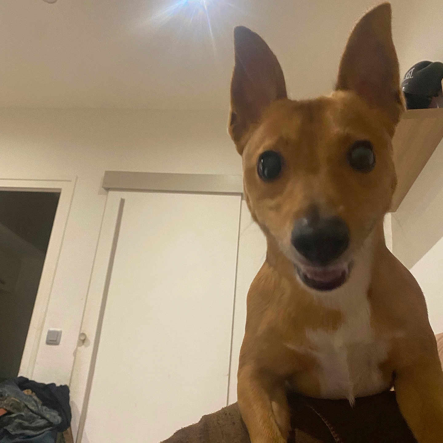 Tyson a rejoint le concours — aidez-le/la à gagner de superbes lots ! animal, brown, canine, companion, curious, cute, dog, domestic_animal, door, ears, friendly, furniture, house, indoor, light, looking_at_camera, pet, room, shelf, small_dog