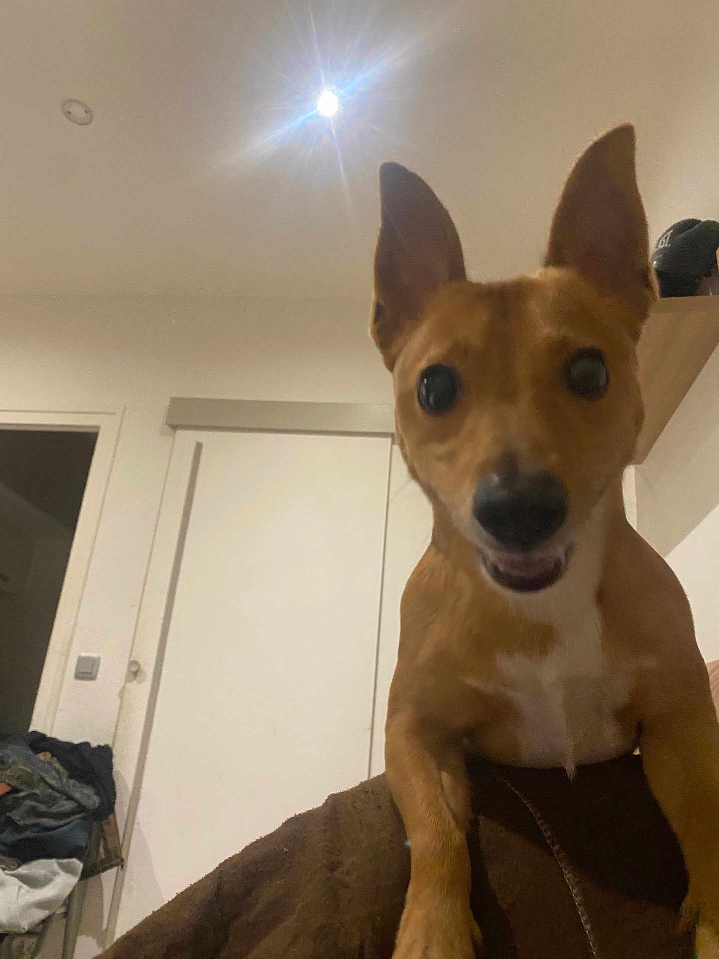 Tyson a rejoint le concours — aidez-le/la à gagner de superbes lots ! dog, pet, indoor, ears, brown, small_dog, animal, canine, looking_at_camera, curious, friendly, house, room, light, door, shelf, furniture, domestic_animal, companion, cute