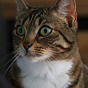 Mochi a rejoint le concours — aidez-le/la à gagner de superbes lots ! cat, tabby_cat, pet, close_up, portrait, green_eyes, whiskers, fur, ear, nose, white_chest, domestic, feline, indoor, soft_lighting, looking_away, facial_stripes, curious, macro, muzzle